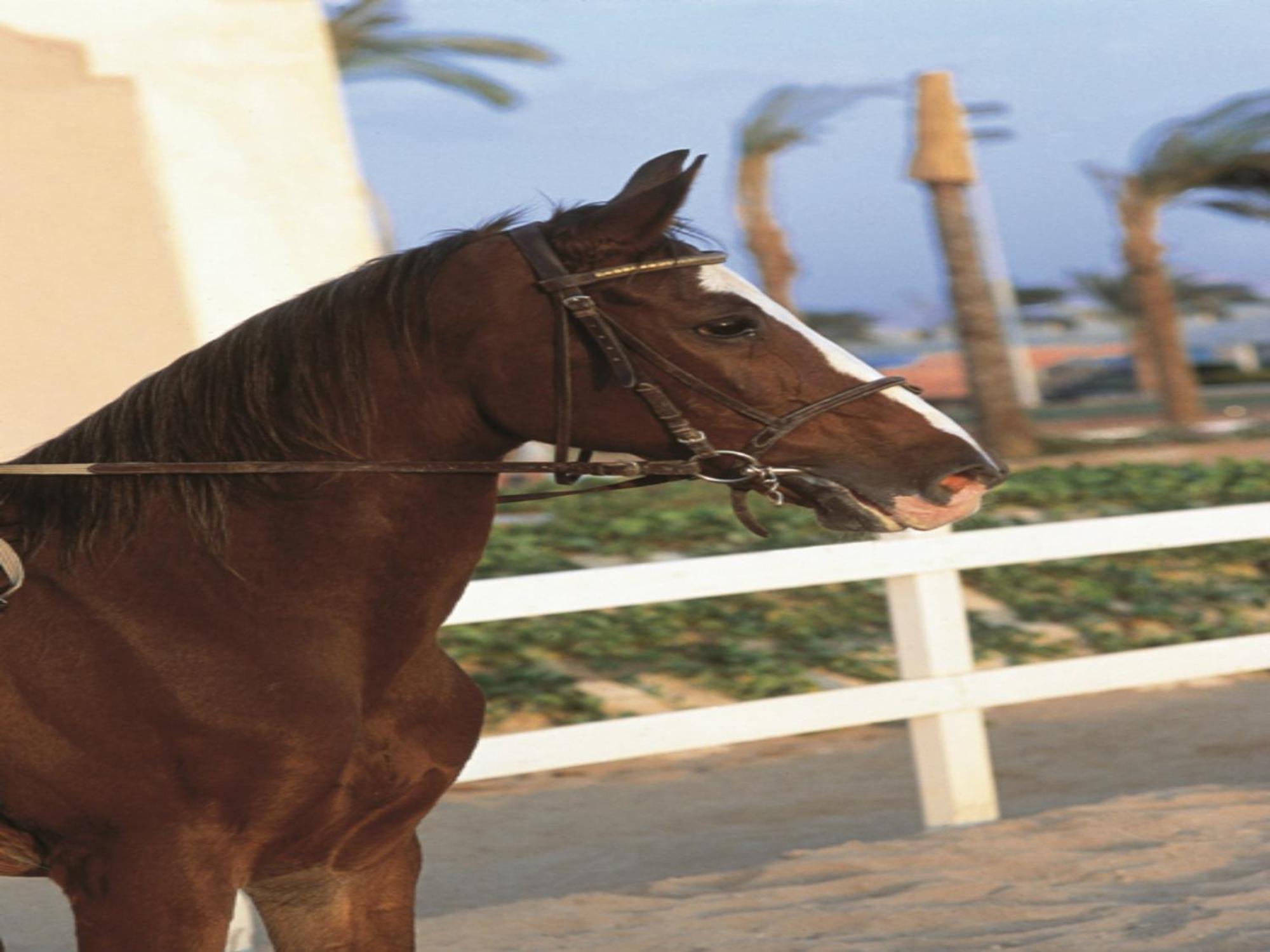 콘코드 엘 살람 호텔 카이로 외부 사진 A horse wearing a snaffle bridle